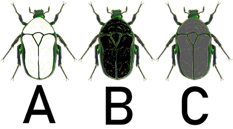 May include: Three images of a green beetle with different coloured markings on its back. The first image shows a white marking, the second image shows a black marking, and the third image shows a grey marking.