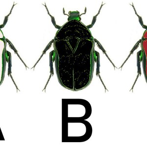 May include: Three images of a green beetle with different colored bodies. The first beetle has a white body, the second beetle has a black body, and the third beetle has a red body. The beetles are labeled A, B, and C.