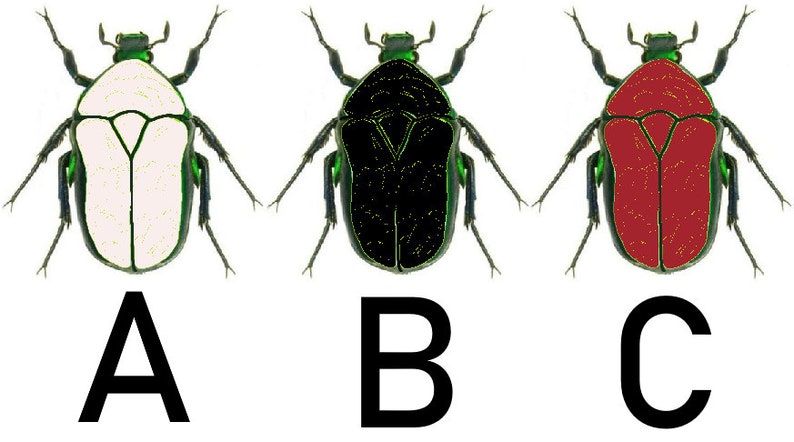 May include: Three images of a green beetle with different colored bodies. The first beetle has a white body, the second beetle has a black body, and the third beetle has a red body. The beetles are labeled A, B, and C.