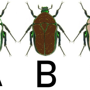 May include: Three images of a beetle with different colored bodies. The first beetle has a white body, the second beetle has a brown body, and the third beetle has a light brown body. All three beetles have green heads and legs.