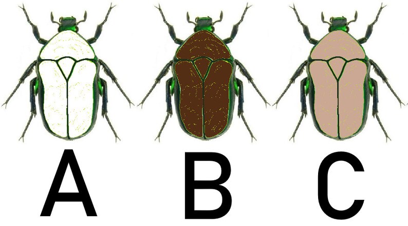 May include: Three images of a beetle with different colored bodies. The first beetle has a white body, the second beetle has a brown body, and the third beetle has a light brown body. All three beetles have green heads and legs.