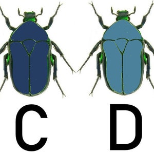 May include: Six different coloured beetles with green outlines and black legs. The beetles are labelled A through F. The beetles are white, black, blue, light blue, brown, and red.