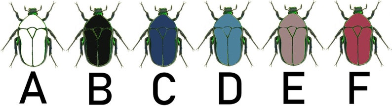 May include: Six different coloured beetles with green outlines and black legs. The beetles are labelled A through F. The beetles are white, black, blue, light blue, brown, and red.