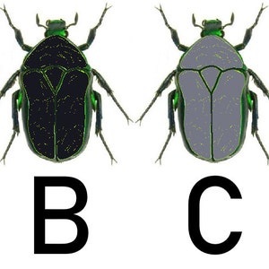 May include: Four illustrations of beetles with different colored bodies. The beetles are green with black, white, light blue, and gray bodies. The beetles are labeled A, B, C, and D.