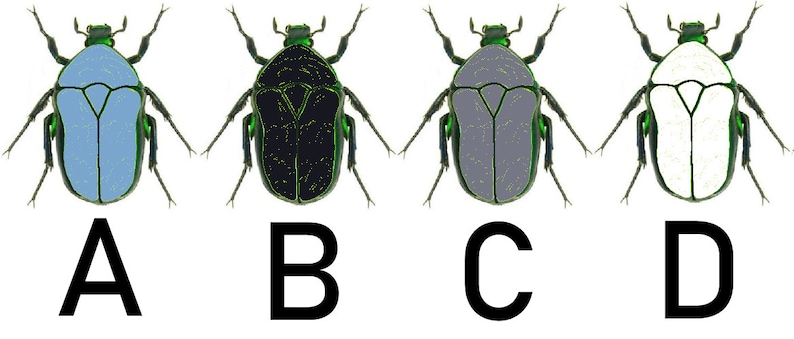 May include: Four illustrations of beetles with different colored bodies. The beetles are green with black, white, light blue, and gray bodies. The beetles are labeled A, B, C, and D.