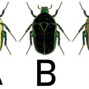 May include: Three illustrations of a beetle with different colored bodies. The beetle on the left has a yellow body, the beetle in the middle has a black body, and the beetle on the right has a brown body. Each beetle has a green head and legs.