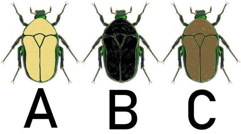 May include: Three illustrations of a beetle with different colored bodies. The beetle on the left has a yellow body, the beetle in the middle has a black body, and the beetle on the right has a brown body. Each beetle has a green head and legs.