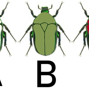 May include: Three images of a beetle with different colored bodies. The first beetle has a white body, the second beetle has a green body, and the third beetle has a red body. The beetles are labeled A, B, and C.