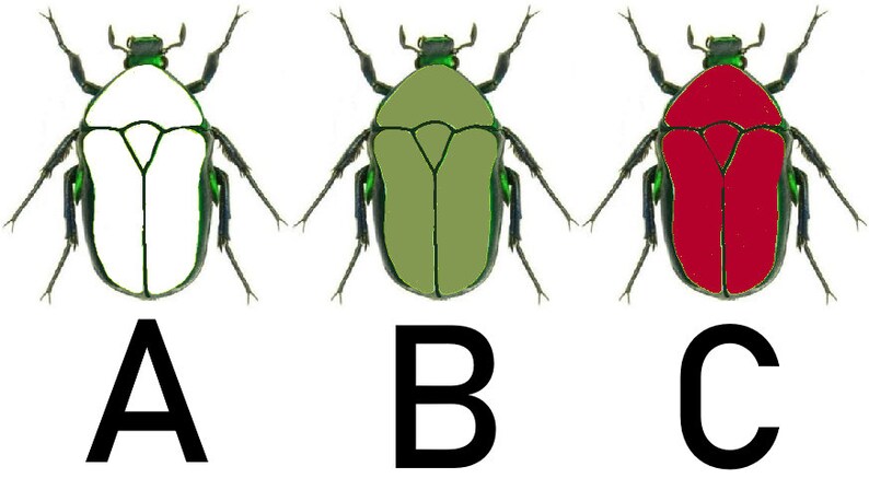 May include: Three images of a beetle with different colored bodies. The first beetle has a white body, the second beetle has a green body, and the third beetle has a red body. The beetles are labeled A, B, and C.