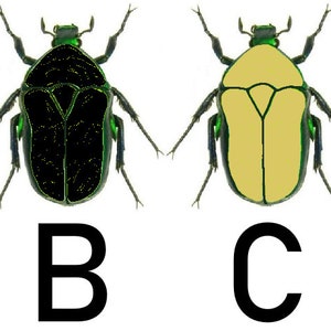 May include: Four illustrations of beetles with different colored bodies. The beetles are all the same shape and have green legs and heads. The bodies are white, black, yellow, and brown.