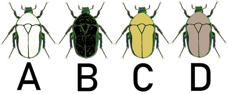 May include: Four illustrations of beetles with different colored bodies. The beetles are all the same shape and have green legs and heads. The bodies are white, black, yellow, and brown.