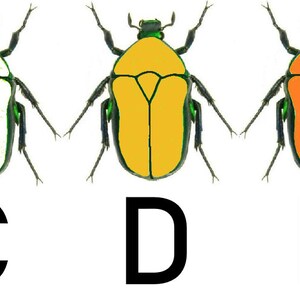 May include: Seven different colored beetles with green legs and a black head. The beetles are labeled A through G.