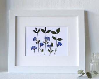 Periwinkle Garden Pressed Flower Print | 5x7 Botanical Print | Flower Symbolism: sweet memories; everlasting love; friendship; purity