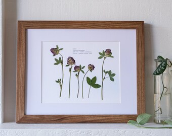 Pressed Clover Print 8 x 10 | Botanical Wall Art | Flower Symbolism: good luck; success; protection; fortune; love; hope