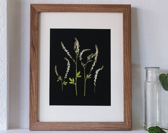 White Sweet Clover Pressed Flower Print on Black Background | 8x10 Botanical Print | Wildflower Print