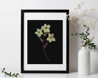 Hellebore Pressed Botanical Art Print with Black Background - 8x10"