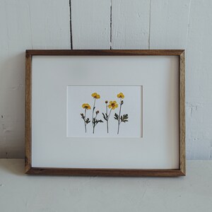 Buttercup Pressed Flower Print 5x7 Botanical Print Flower Symbolism: childhood memories riches self-esteem ambition image 3