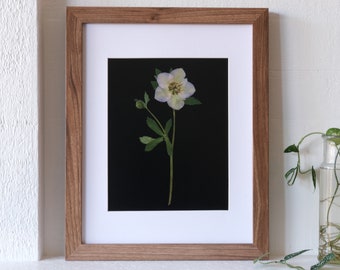 Pressed Hellebore Flower Art Print with Black Background - 8x10"
