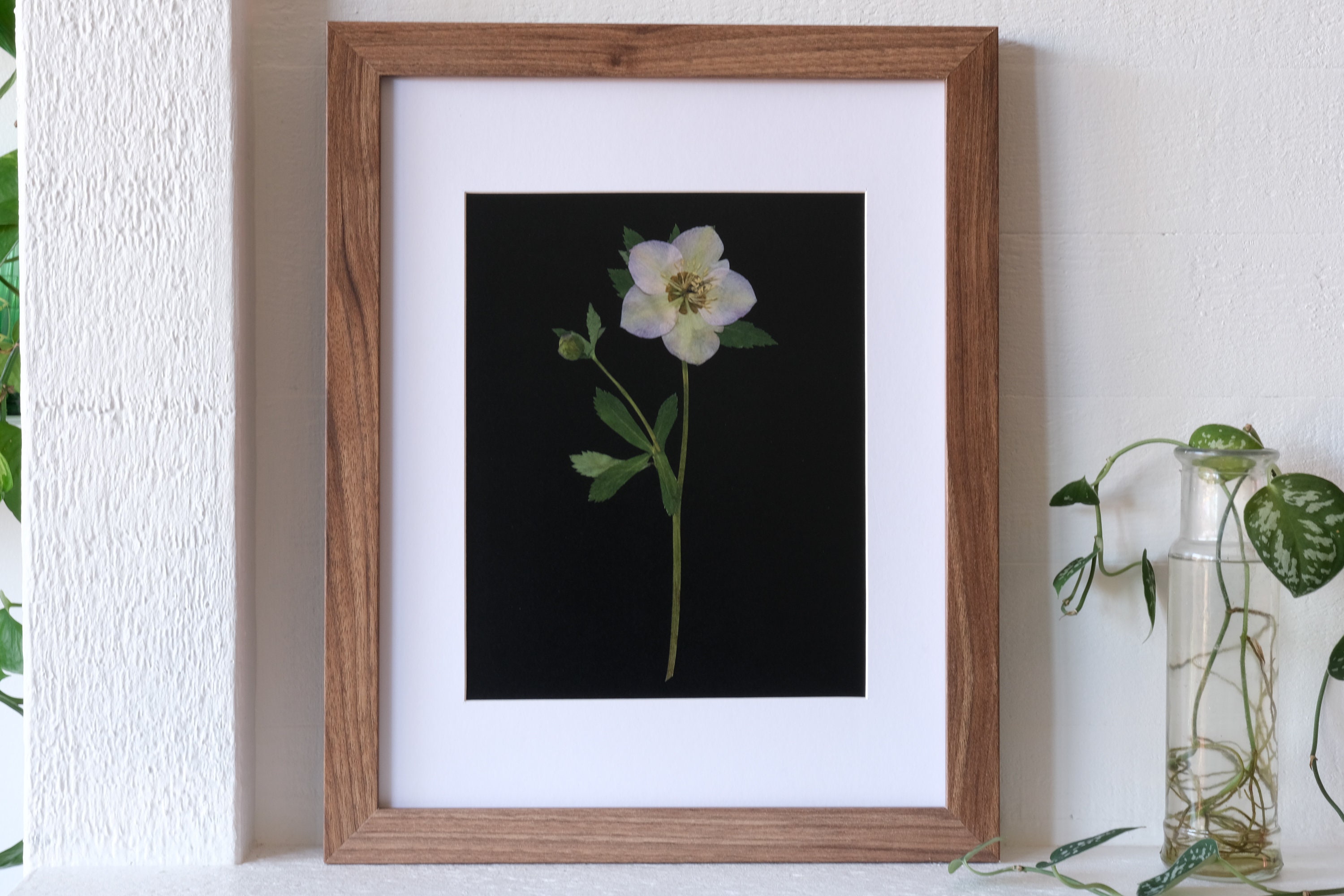 Pressed Flower Frame  Hellebore – Burl Theory