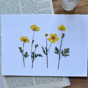 Buttercup Pressed Flower Print 5x7 Botanical Print Flower Symbolism: childhood memories riches self-esteem ambition image 8