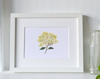 Cream Limelight Hydrangea Pressed Flower Print | 5x7 Botanical Wall Art Symbolizes: Gratitude; Abundance; Enduring Grace & Beauty