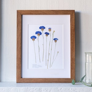 Cornflower Pressed Flower Print | 8x10 | Language of Flowers: knowledge; friendship; protection & blessings for a home