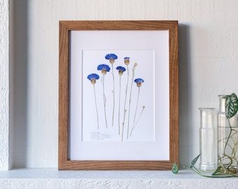 Cornflower Pressed Flower Print | 8x10 | Language of Flowers: knowledge; friendship; protection & blessings for a home