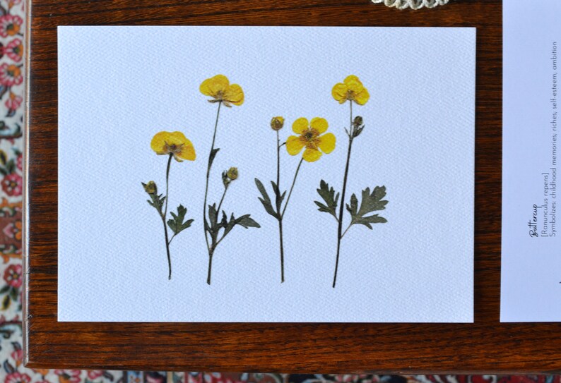 Buttercup Pressed Flower Print 5x7 Botanical Print Flower Symbolism: childhood memories riches self-esteem ambition image 4