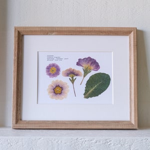 Purple Primrose Pressed Flower Print - 5x7 Botanical Wall Art | February Birth Month Flower | Symbolizes: youth; kindness; love