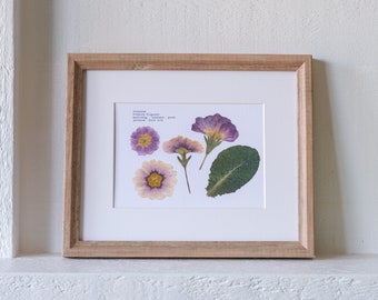 Purple Primrose Pressed Flower Print - 5x7 Botanical Wall Art | February Birth Month Flower | Symbolizes: youth; kindness; love