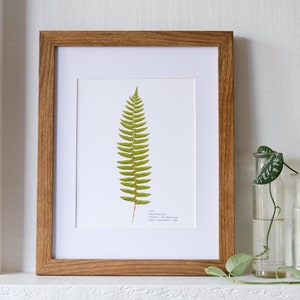 Single Pressed Fern Frond Print with Flower Symbolism Insert - 8 x 10