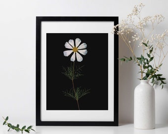 Single White Cosmos Pressed Flower Art Print with Black Background - 8x10"