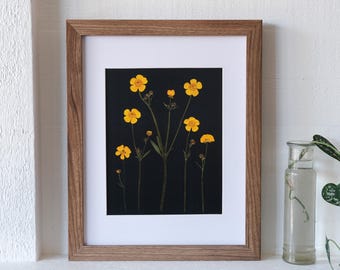 Pressed Buttercup Botanical Art Print with Black Background - 8x10"