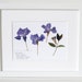 see more listings in the Pressed Flower Art section