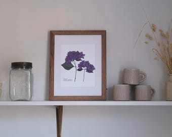 Purple Hydrangea Pressed Flower Print | 8 x 10 Botanical Print with Flower Symbolism Card