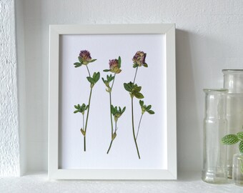 Clover Flower Trio Print | Botanical Pressed Flower Wall Art | Flower Symbolism: good luck; success; protection; fortune; love; hope