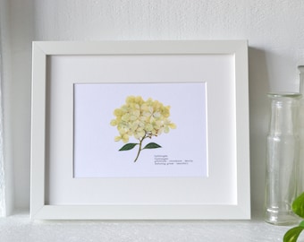 White Hydrangea Pressed Flower Print | 5x7 Botanical Art | Hydrangea Meaning: Gratitude; Abundance; Enduring Grace & Beauty