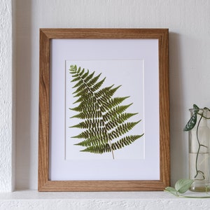 May include: A framed print of a pressed fern with green leaves against a white background. The frame is made of light brown wood.
