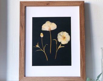 Yellow Ranunculus Trio Pressed Flower Print on Black Background | 8x10 Print | Symbolism: love; resurrection; attraction and charm