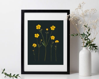 Buttercup Pressed Botanical Art Print with Black Background - 8x10"