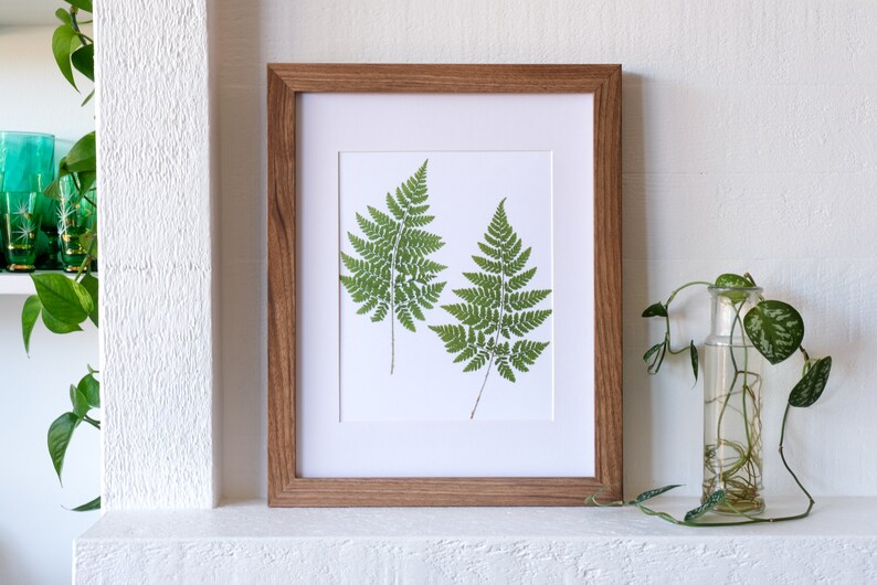 Pressed Fern Duo Art Print Fern Symbolism: sincerity new beginnings fascination, magic image 2