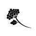 Avatar di NaplesElderberryShop