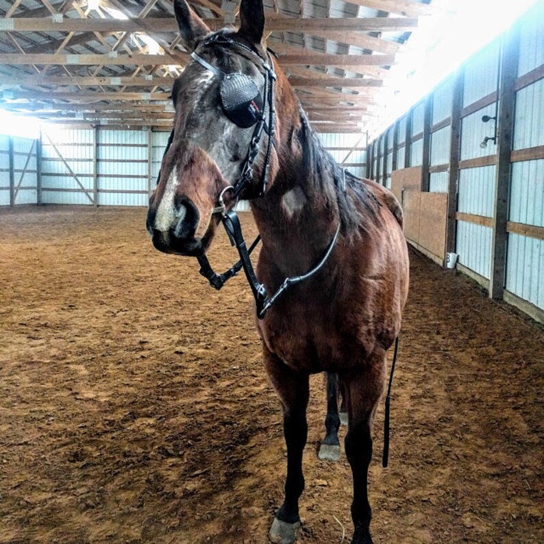 Eye patch for a horse for a horse with a damaged eye or eye Etsy
