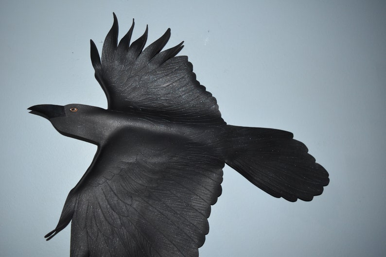 Raven wingspan polizready