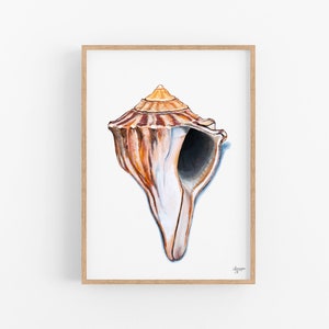 Knobbed Whelk Painting, Seashell Wall Art, Watercolor Shell print, Sea Shell Art, Coastal Wall Art