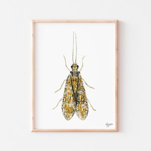 Caddisfly Watercolor Print, Insect Artwork, Fly Fishing Print, Trout Fishing Print image 1