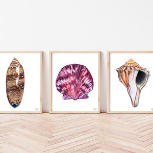 May include: Three framed watercolor paintings of seashells. The first painting features a brown and white seashell with a pointed tip. The second painting features a pink and purple seashell with a scalloped edge. The third painting features a brown and white seashell with a pointed tip and a hole in the side.