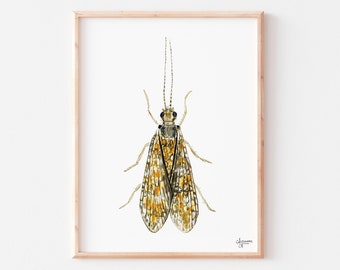 Caddisfly Watercolor Print, Insect Artwork, Fly Fishing Print, Trout Fishing Print