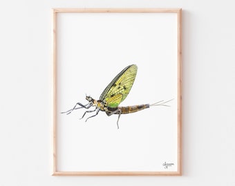 Mayfly Watercolor Print, Watercolor Bug Art, Nature Inspired Decor, Fly Fishermen Gift