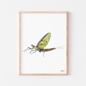 Mayfly Watercolor Print, Watercolor Bug Art, Nature Inspired Decor, Fly Fishermen Gift
